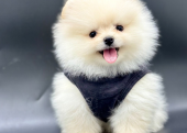 BOO FACE POMERANİAN BEBEKLER